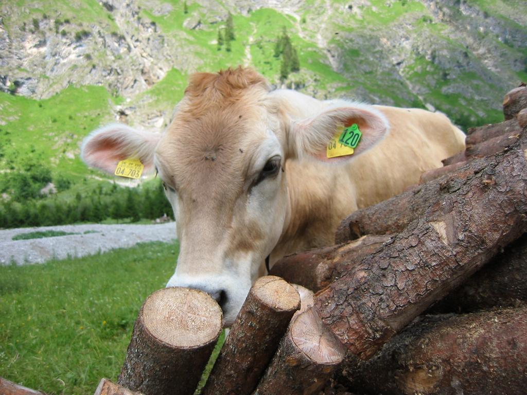 Haus Stein * Oberstdorf